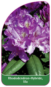 Rhododendron-Hybride, lila