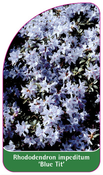 Rhododendron impeditum 'Blue Tit'
