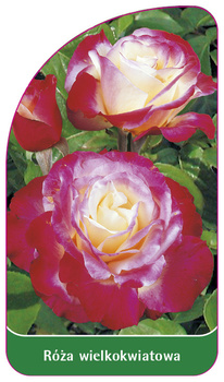 Róza wielkokwiatowa Nr. 231
