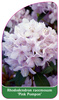 Rhododendron racemosum 'Pink Pompon'