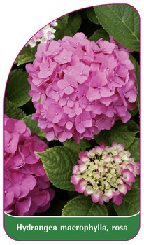 Hydrangea macrophylla, rosa
