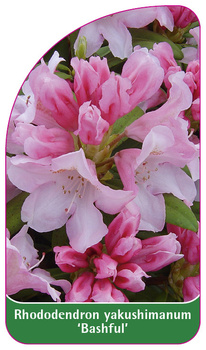 Rhododendron yakushimanum 'Bashful'
