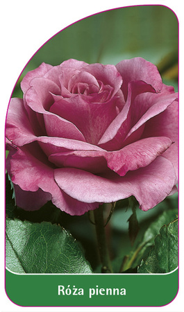 Trunchi trandafir Nr. 15