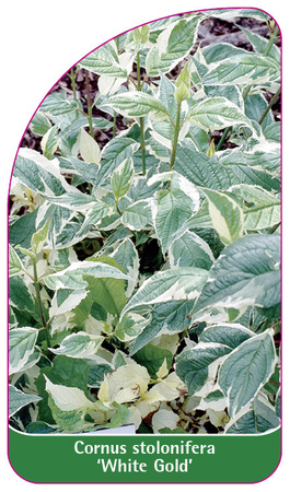 Cornus stolonifera 'White Gold'