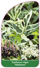 Sambucus nigra 'Madonna'