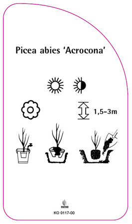 Picea abies 'Acrocona'