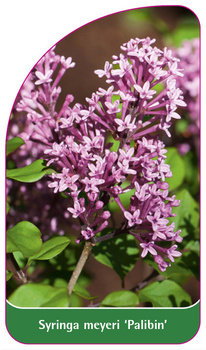Syringa meyeri 'Palibin'