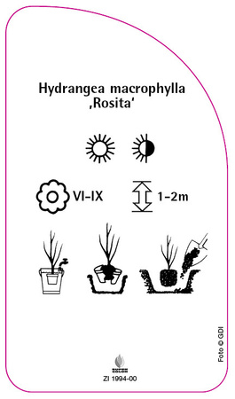Hydrangea macrophylla ,Rosita'