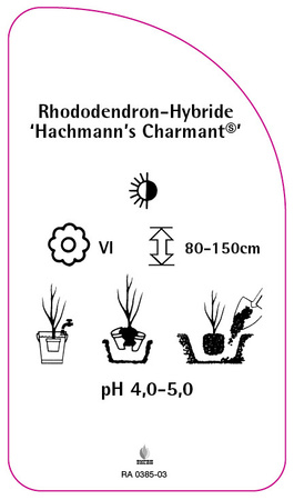 Rhododendron-Hybride 'Hachmann's Charmant'