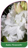 Azalea 'Kranenelfe'