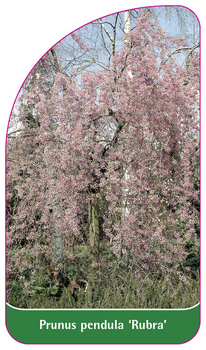 Prunus pendula 'Rubra'