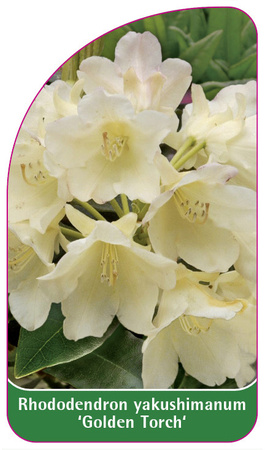 Rhododendron yakushimanum 'Golden Torch'