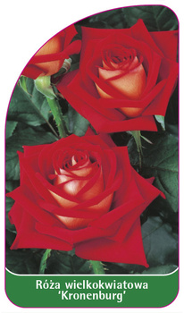 Róza wielkokwiatowa 'Kronenburg' Nr. 515