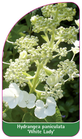 Hydrangea paniculata 'White Lady'