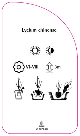 Lycium chinense