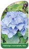 Hydrangea macrophylla, blau