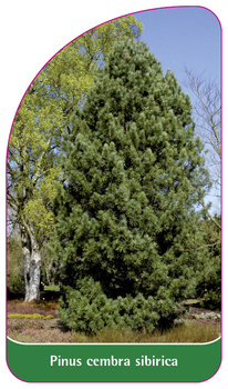 Pinus cembra sibirica