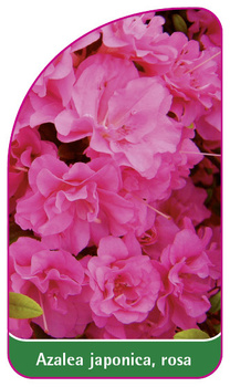 Azalea japonica, rosa