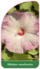 Hibiscus moscheutos