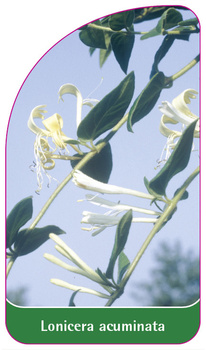 Lonicera acuminata