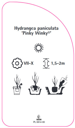 Hydrangea paniculata 'Pinky Winky'