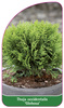 Thuja occidentalis 'Globosa'