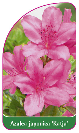 Azalea japonica 'Katja', 52 x 90 mm