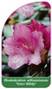 Rhododendron williamsianum 'Vater Böhlje'