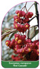 Euonymus europaeus 'Red Cascade'