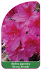 Azalea japonica 'Georg Arends'