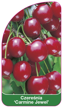 Třešeň 'Carmine Jewel'