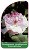 Rhododendron yakushimanum 'Schneewittchen'