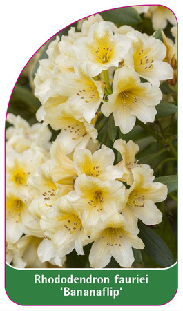 Rhododendron-Hybride 'Bananaflip'
