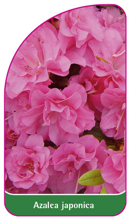 Azalea japonica