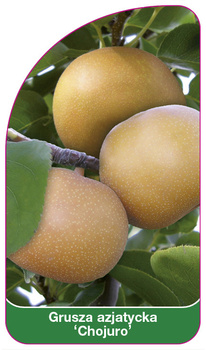 Arbore de par asiatic 'Chojuro'