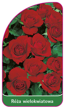 Róza wielokwiatowa Nr. 257 A