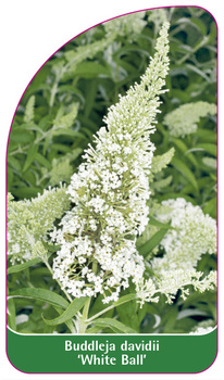 Buddleja davidii 'White Ball'