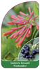 Lonicera brownii 'Fuchsoides'