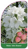 Malus 'John Downie'