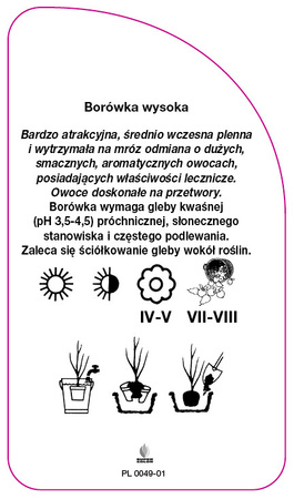 Vaccinium corymbosum 'Sunrise'