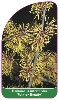 Hamamelis intermedia 'Winter Beauty'