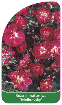 Róza minaturowa 'Mainovsky' Nr. 503