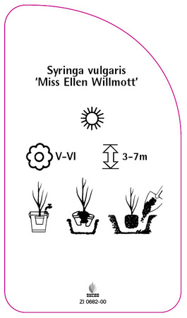 Syringa vulgaris 'Miss Ellen Wilmott'