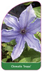 Clematis 'Iruyu'