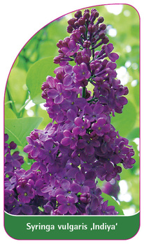 Syringa vulgaris 'Indiya'