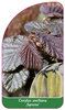 Corylus avellana 'Syrena'