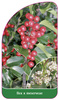 Ilex x meservae