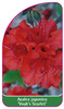 Azalea japonica 'Vuyk's Scarlet'