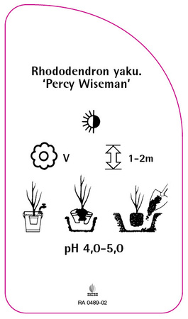 Rhododendron yakushimanum 'Percy Wiseman'