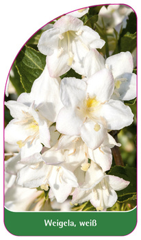 Weigela, weiß